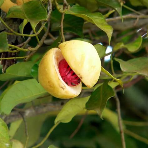 jiliphl|Jatiphala, Jaiphal (Myristica fragrans) .
